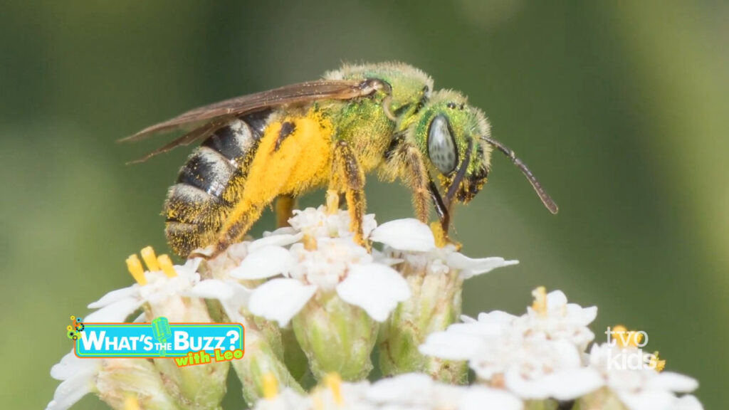 Toronto's own Green Sweat Bee perched atop a flower. Sourced from Leo's Pollinators series hosted by TVOkids.