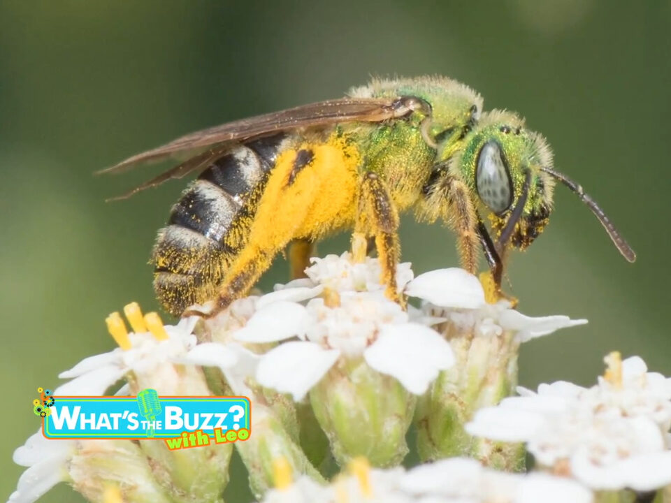 Toronto's own Green Sweat Bee perched atop a flower. Sourced from Leo's Pollinators series hosted by TVOkids.