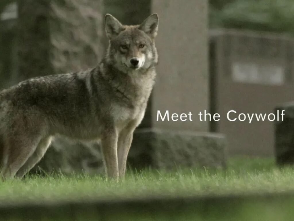 Excerpt screencap from PBS' Meet the Coywolf documentary.