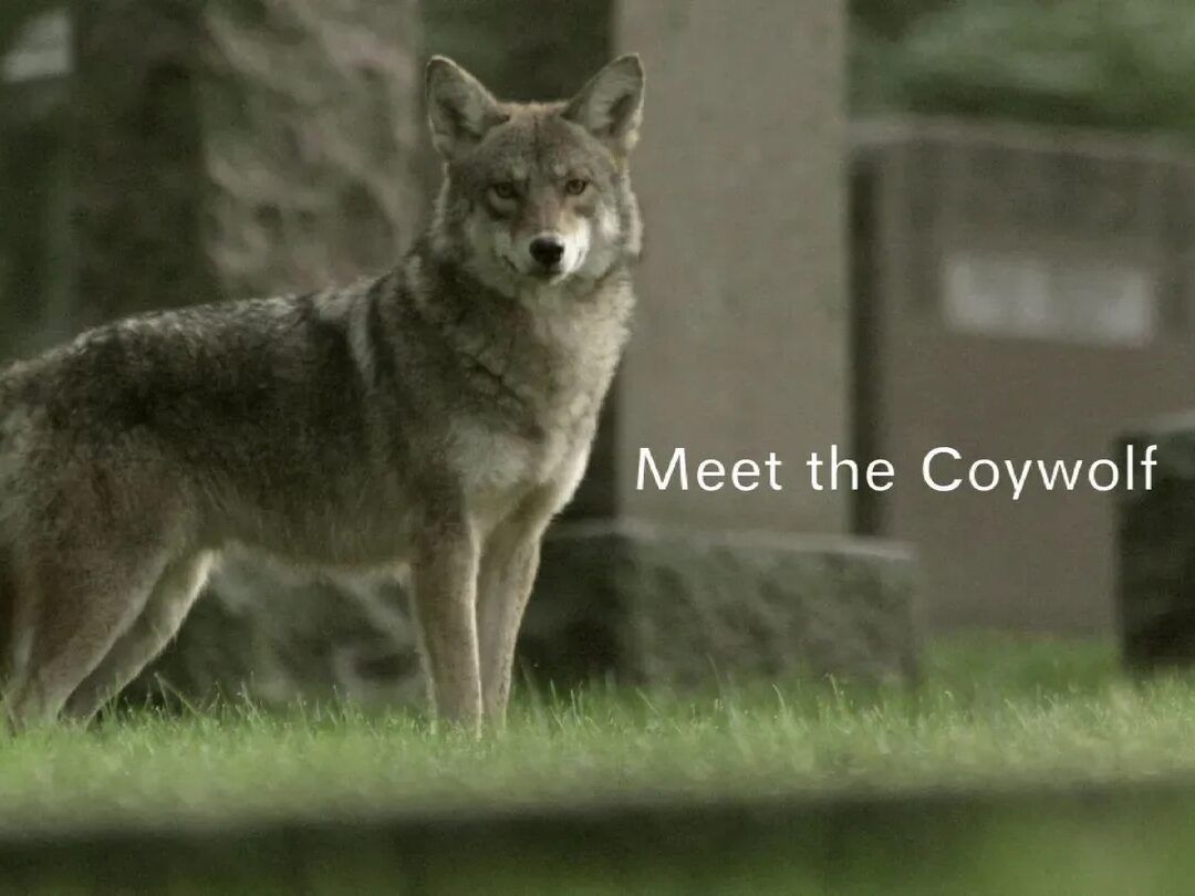 Excerpt screencap from PBS' Meet the Coywolf documentary.