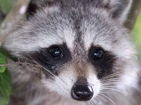 Excerpt screencap from CBC's documentary Raccoon Nation.