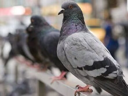 Excerpt screencap from CBC's Secret World of Pigeons documentary.
