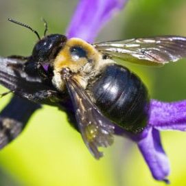 An Eastern (Virginia) carpenter bee collecting pollen from a purple flower.