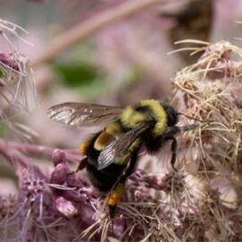 A rusty-patched bumble bee crawled amongst pink flowers.