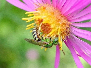 A green sweat bee with its iconic green thorax is collecting pollen from a pink flower.