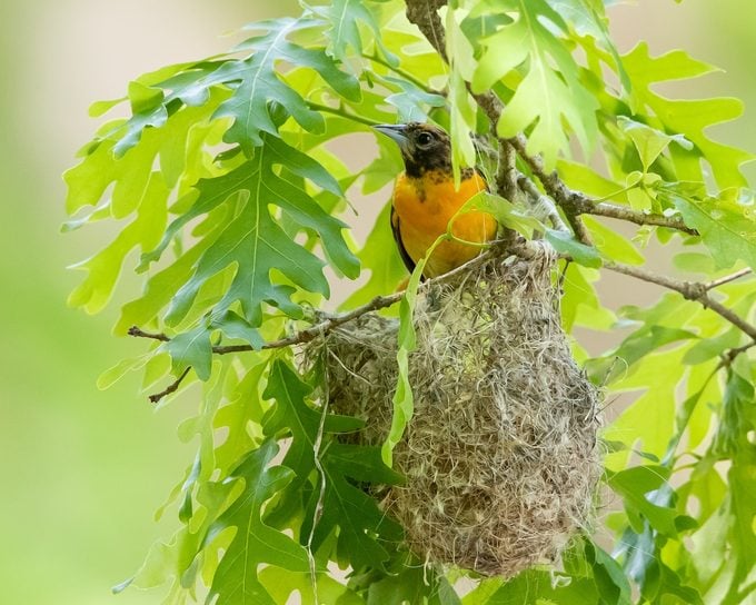 A female Baltimore oriole watching over her hammock-like nest perched in an oak tree.