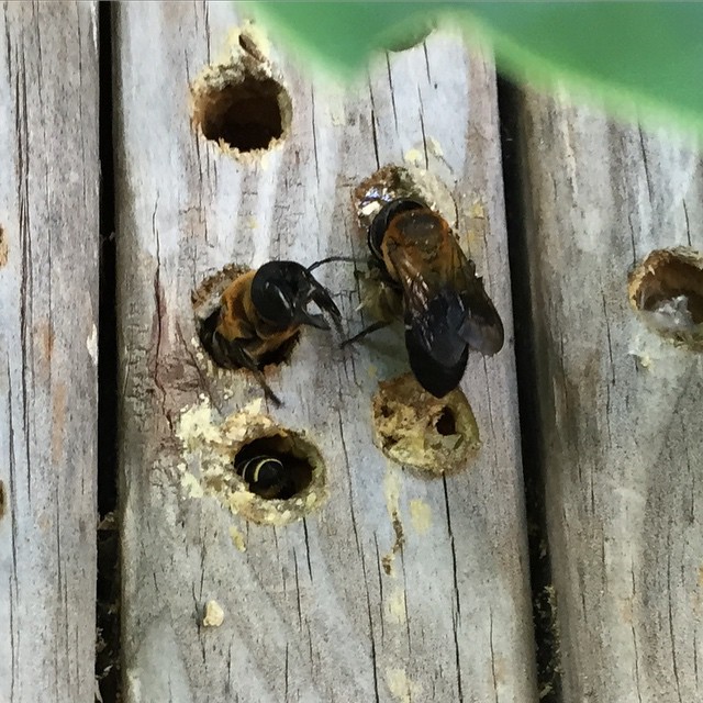 Mason bees building their nests inside bored-out wood. Gardeners can construct their own nesting blocks for mason bees to find homes.
