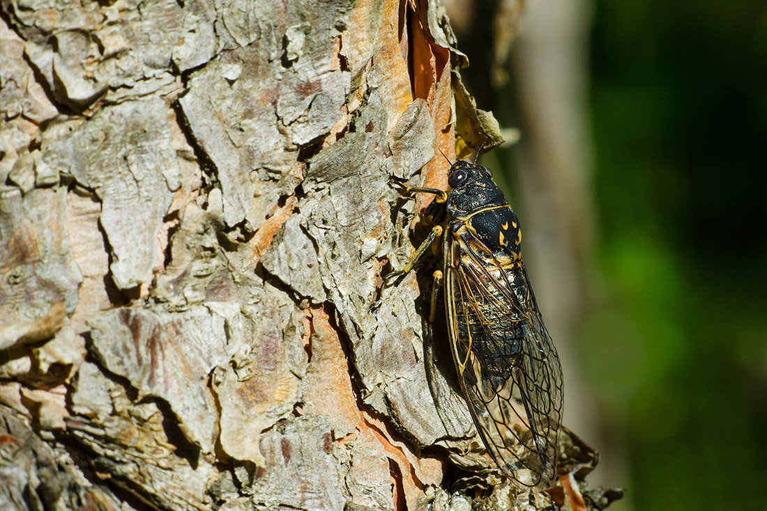 A Canadian Cicada perched on the side of a tree.