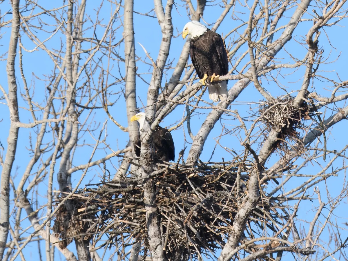 Eagles and other birds live in nests we call aeries. These are usually built on a treetop, or a cliff. In 2024, a pair of bald eagles built a nest in Toronto for the first time in decades.