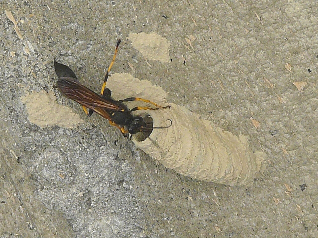 A mud dauber building their nest out of mud, affixed to the side of a tree.