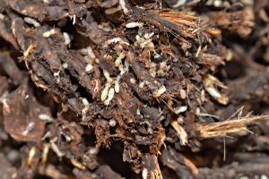 Mound-building termites live in structures like these, made out of dirt, termite saliva, and animal poop.