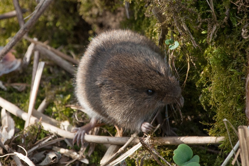 An eastern meadow vole digging through moss and natural debris.
