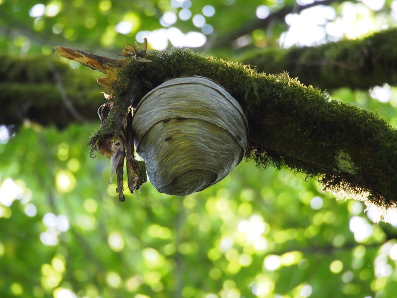 Eastern Yellowjacket Wasp's nest hanging from a moss-covered tree.