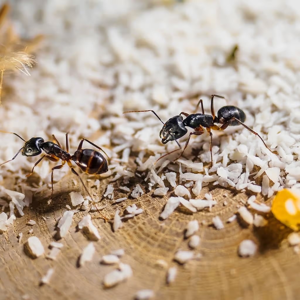 Carpenter ants are large ants who excavate nests in damp and decaying wood.