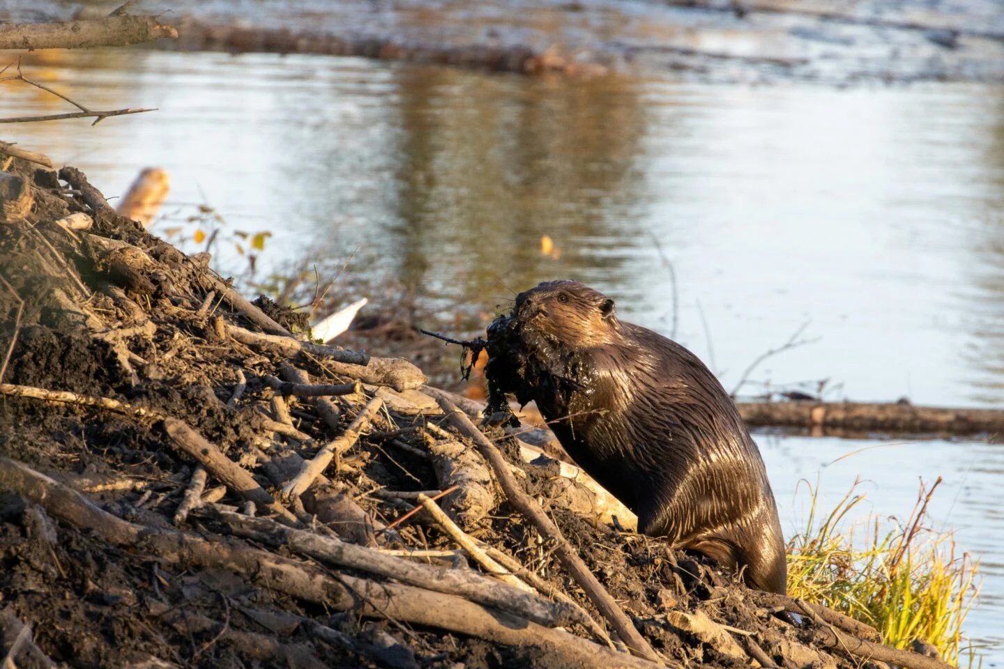 Beavers live in lodges. Lodges are made of sticks and grasses and other plant life covered in mud. They use their tails to smack everything into place.