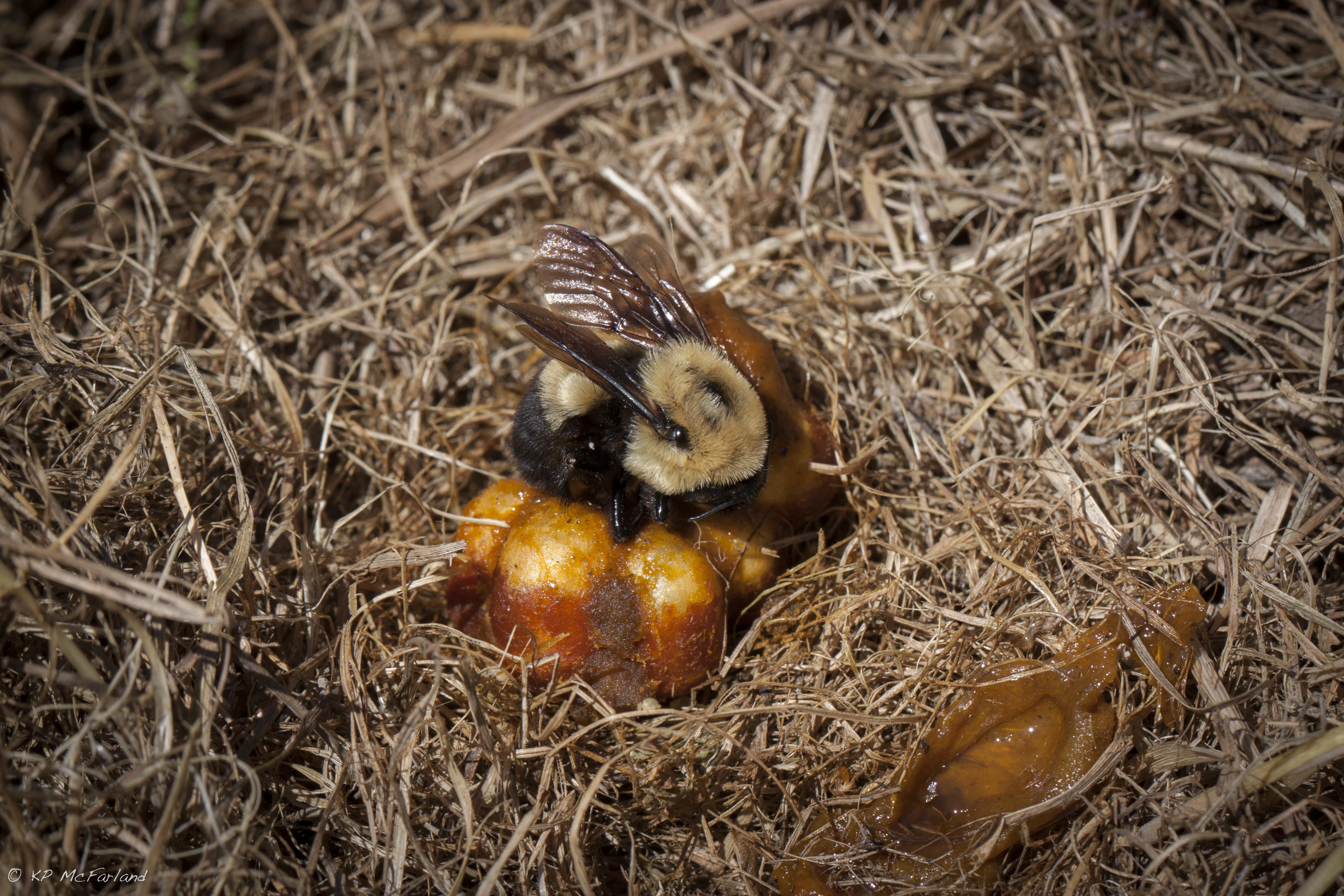 Bumble bees build their nests in dry, dark cavities underground, in thick grass or compost heaps.