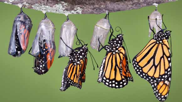 Monarchs and other butterflies mature in hard, smooth pods called chrysalis which they attach to the underside of leaves.