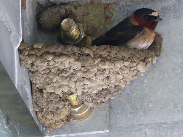 Cliff swallows build colonies of intricate mud nests on large brick buildings like the R.C. Harris Water treatment plant in Toronto’s east end.