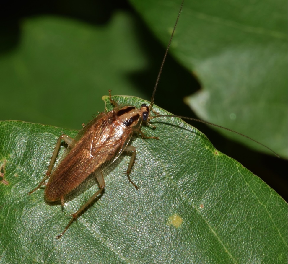 Cockroaches enter our homes through crevices, seeking warm, humid spaces close to food sources.