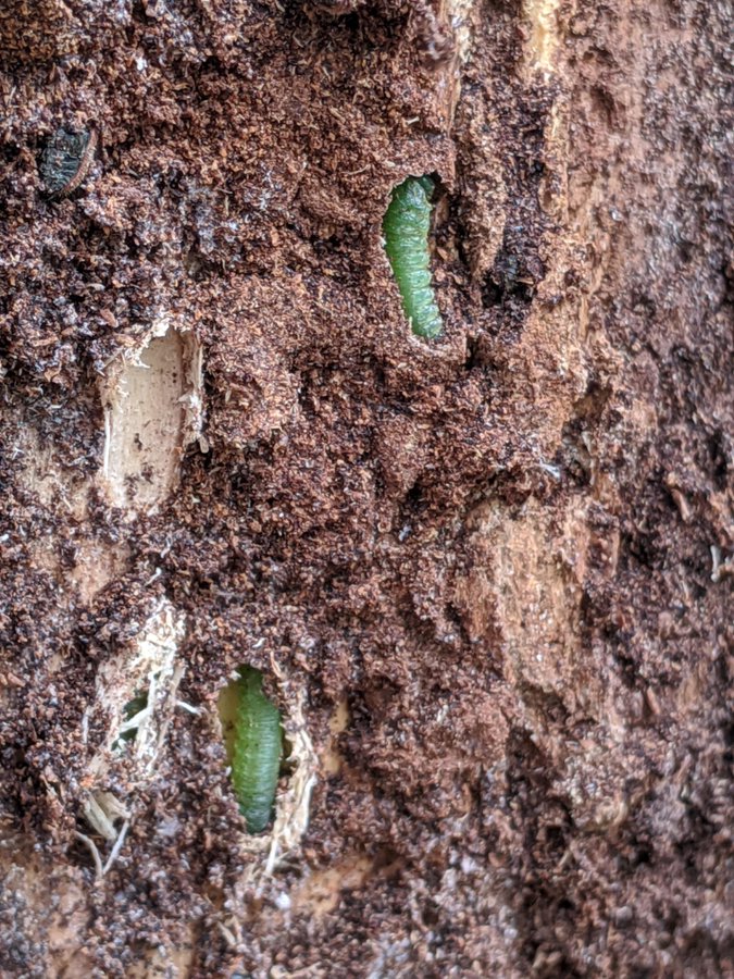 Native bees and flies often overwinter inside the dead stalks of plants in our gardens.