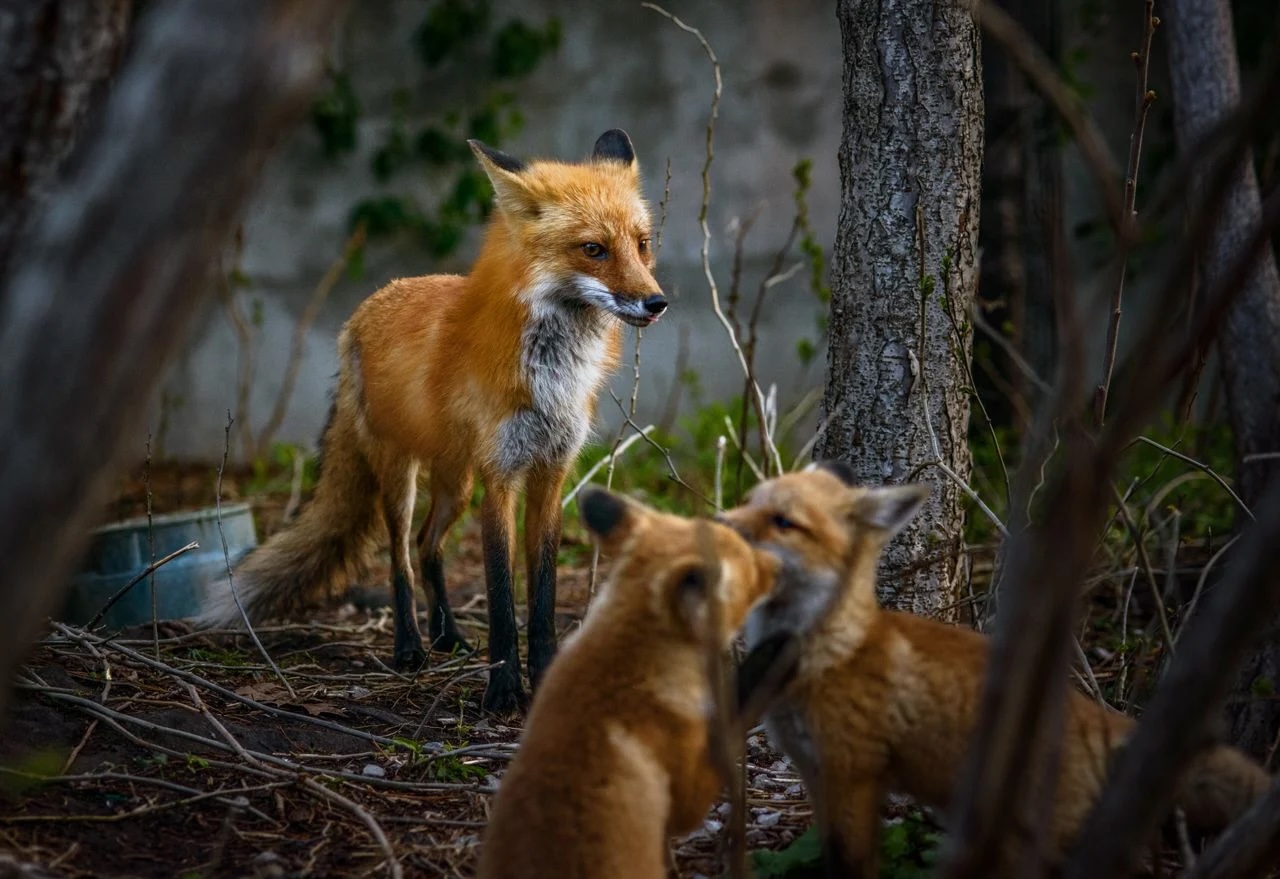 Red foxes, coyotes, and other fur-bearing animals hibernate and birth their young in dens, hollows or caverns underground or in the base of trees.