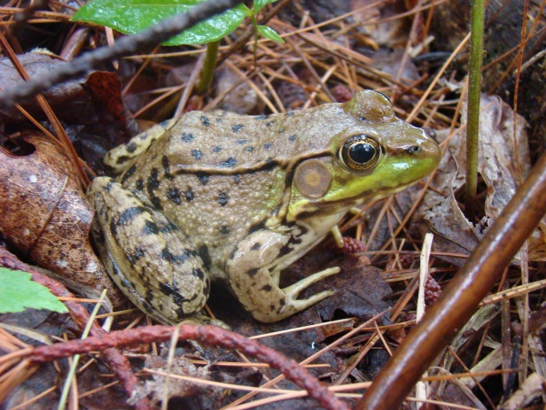 Amphibians like this green frog hibernate in the muck at the bottom of ponds and swamps.