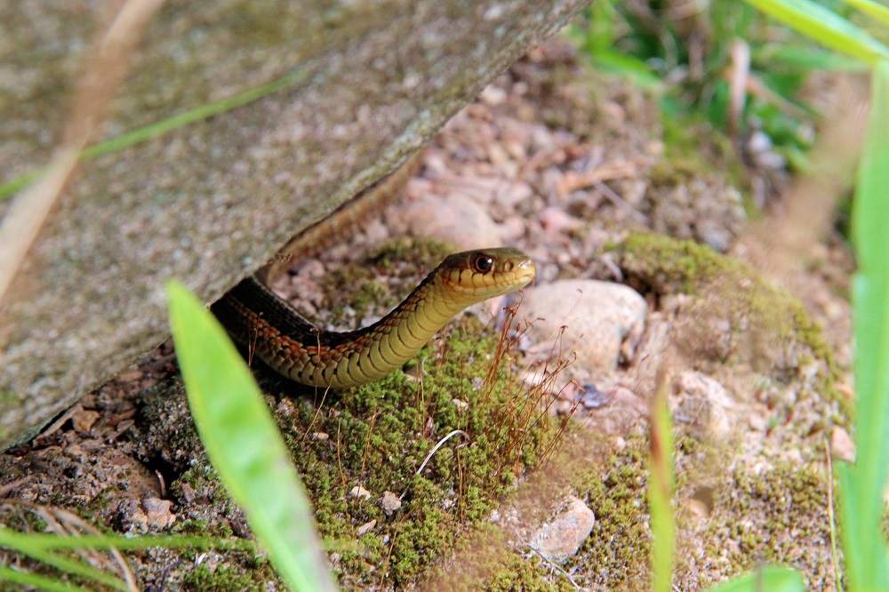 A hibernaculum is an underground cavity where garter snakes congregate to overwinter.