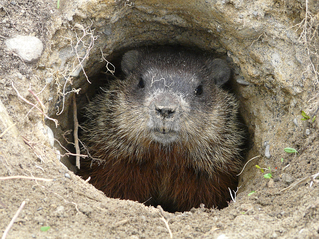 Groundhogs enthusiastically dig burrows—usually with multiple entrance tunnels—that sometimes pop up under sheds and garages.