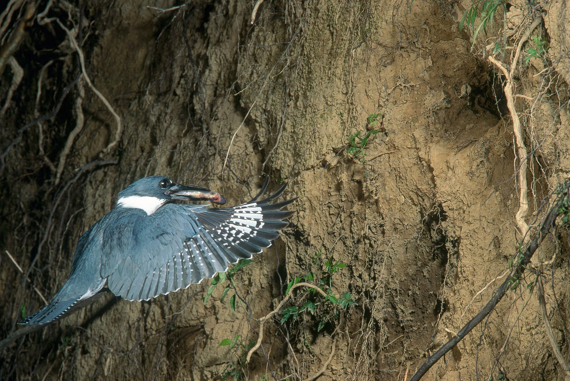 Belted kingfishers dig holes into sand banks to create upward-slanting tunnel nests up to two meters deep. The upward-sloping design protects them from predators and keeps rainwater from collecting inside.