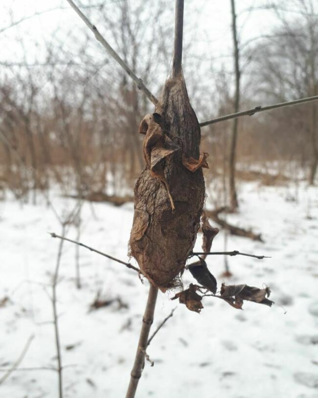 Cecropia moth cocoon in winter. Moths and other insects mature in soft sacs called cocoons.