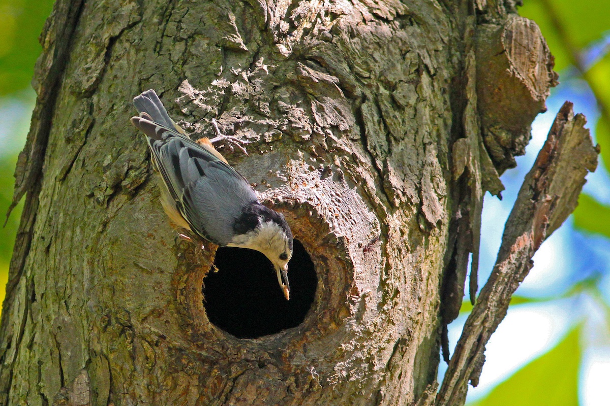 Some birds, like white-breasted nuthatches, make second-hand homes by renovating tree cavities hollowed out and abandoned by woodpeckers.