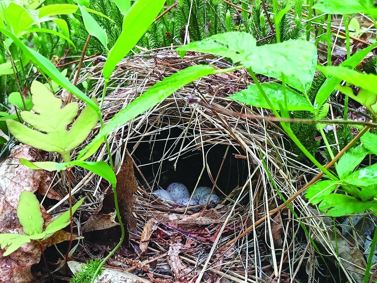 Ovenbirds build dome-shaped nests from dead leaves, moss, and twigs that look a lot like old-fashioned bread ovens.