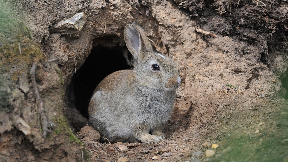 Animals like rabbits live in underground networks of burrows called warrens.