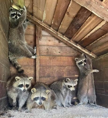 Raccoons, squirrels, and other mammals find our attics and sheds cozy places to raise their families.