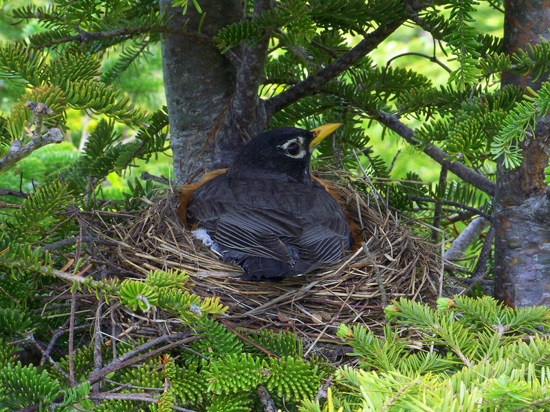 A robin's nest located in a Norfolk Island Pine.