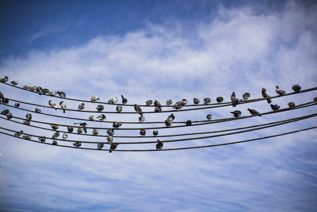 A roost is a perch—like a roof, tree, or power line—where birds or bats gather to sleep.