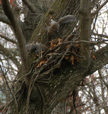 Squirrels construct temporary homes called dreys by assembling twigs and leaves in the branches of a tree.