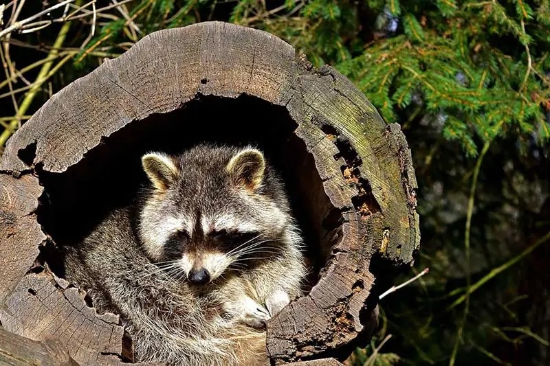 Hollows in tree trunks provide homes for many species of birds, while raccoons, mink, foxes and coyotes make use of hollow areas in logs or tree roots.