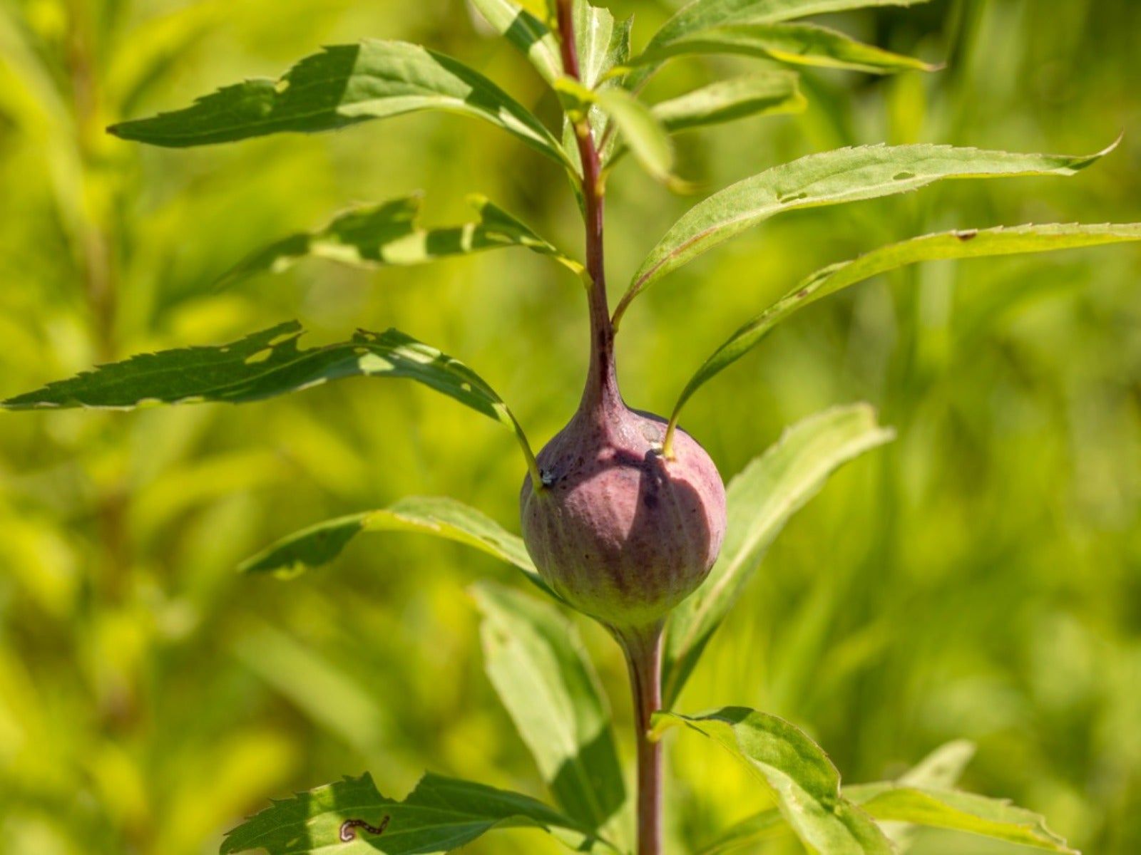 These are goldenrod galls. Gall flies lay eggs in goldenrod plants, which form galls– a bulging outgrowth– around the egg sac. Gall fly larva overwinter in these galls (which do not harm the goldenrod plants) before emerging in the spring.