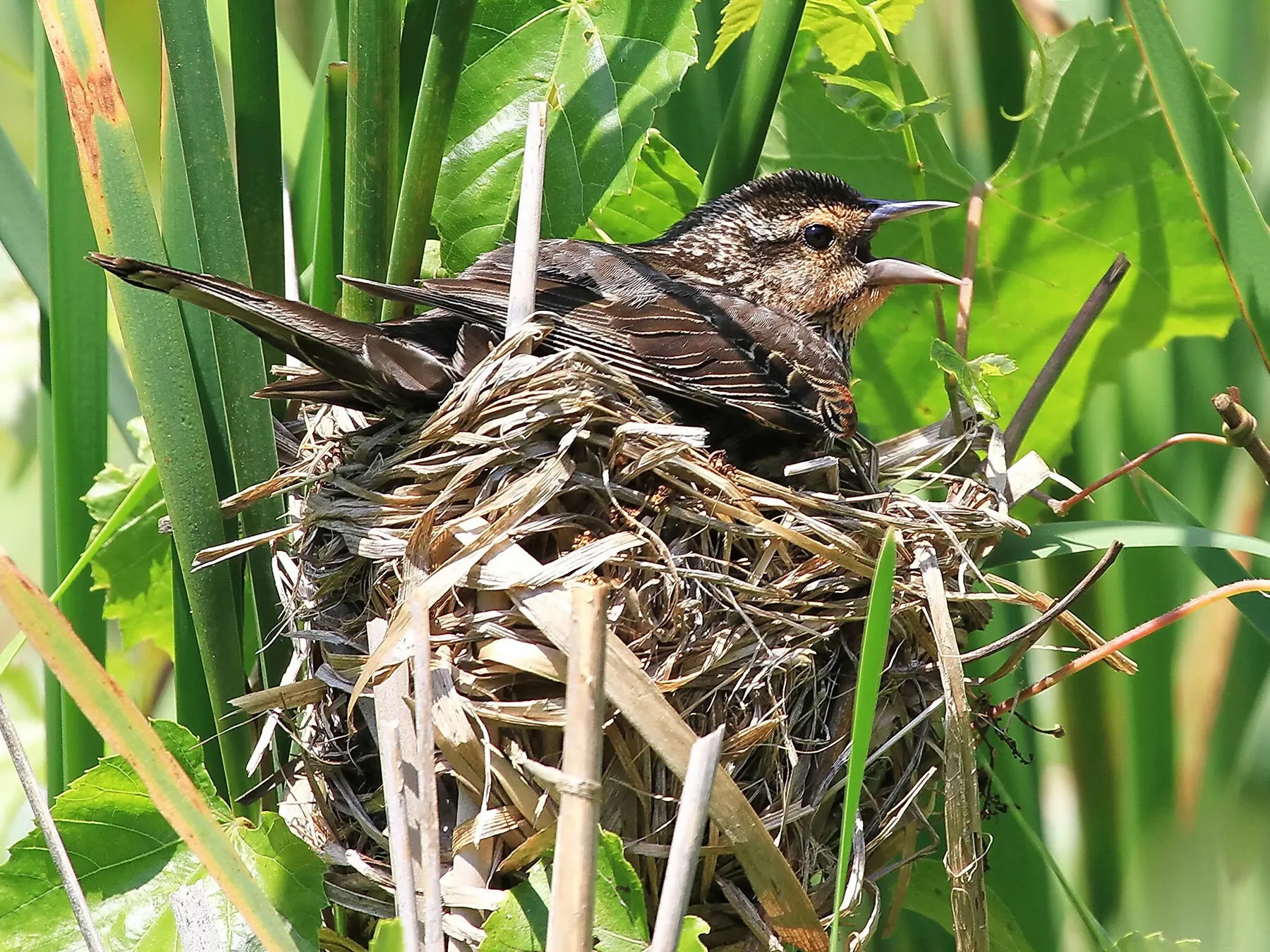 Red-winged blackbirds shelter in nests like these. They’re fierce defenders of their territory. They will dive-bomb larger creatures– including humans– to drive them away from their nests, often attached to cattails in marshlands.