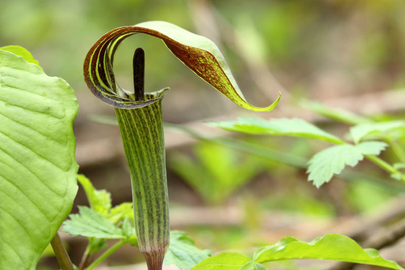 Jack in the Pulpit aka. Arisaema triphyllum. Image sourced from Gardenia.