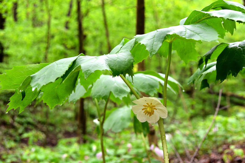 May Apple aka. podophyllum peltatum. Image sourced from Gardenia.