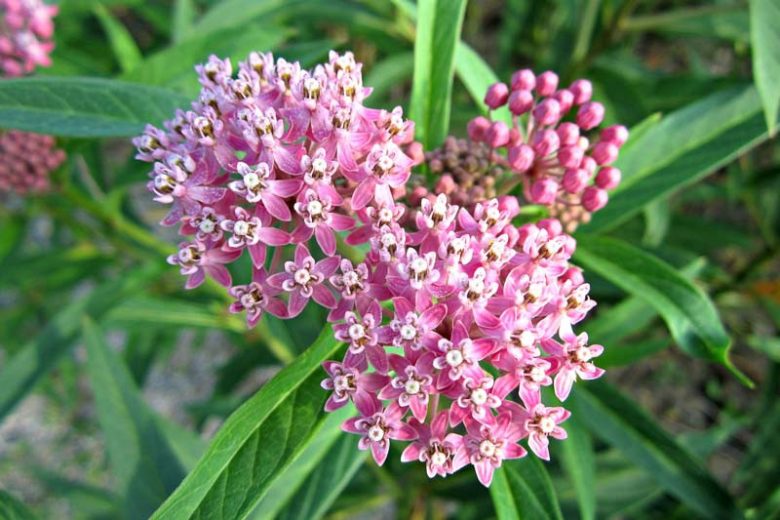 Common milkweed aka. Asclepias syriaca. Image sourced from Gardenia.