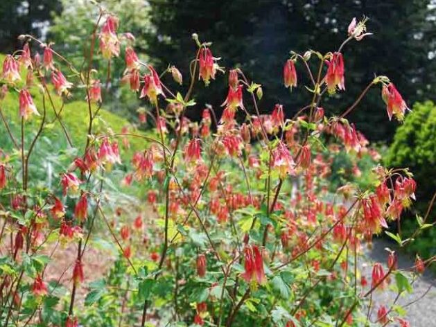 Eastern/Wild Columbine aka. Aquilegia canadensis. Image sourced from Gardenia.