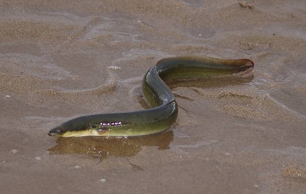 Photograph of an American eel navigating through a sandy bank slightly above the water. Image from Parks Canada.