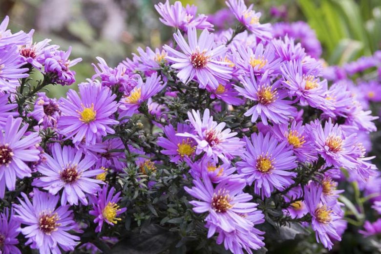 New England aster aka. Aster novae-angliae. Image sourced from Gardenia.
