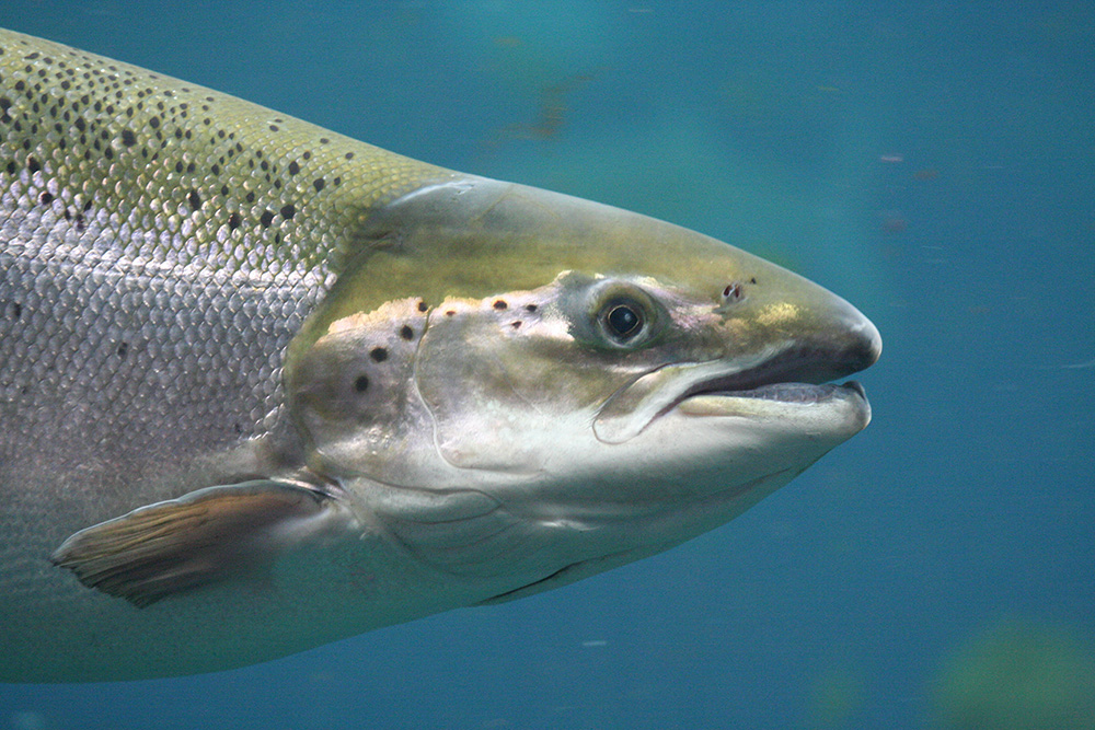 Underwater photograph of an Atlantic Salmon. Image by Martyn Unsworth and sourced from Canadian Encyclopedia.