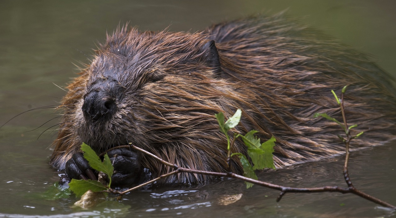 North American beaver aka. Castor canadensis. Image sourced from the Toronto Region Conservation Authority.