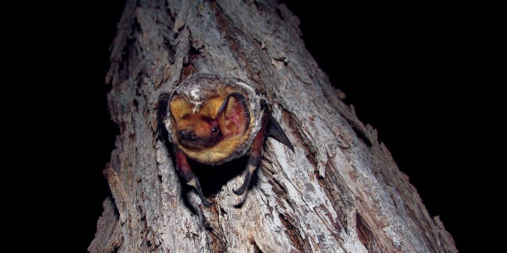 Big brown bat aka. Eptesicus fuscus. Image sourced from Ontario Nature.