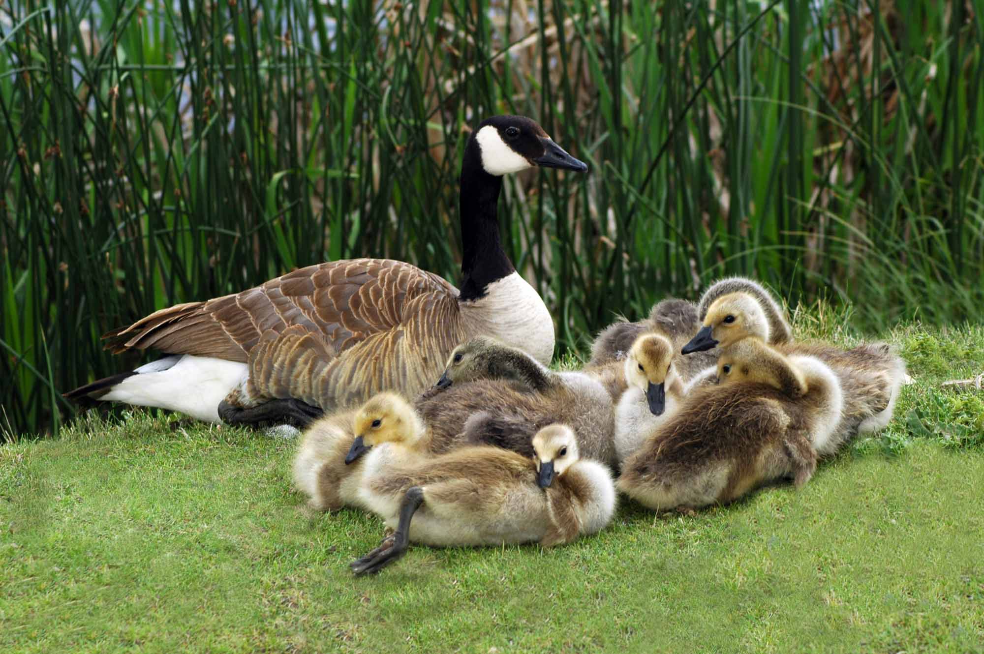 A family of Canadian geese sitting next to a pond filled with reeds, including an adult and several adolescents geese. Image by Lorianni and sourced from Canadian Encyclopedia.
